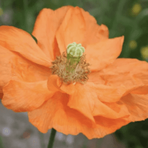 Close-up of a vibrant orange poppy flower in bloom.
